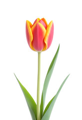 Fototapeta premium orange and yellow tulip flower isolated against transparent background