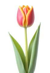 orange and yellow tulip flower isolated against transparent background