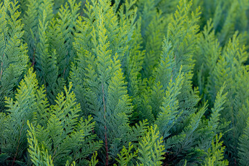 Green and yellow leaves of Chamaecyparis lawsoniana in garden, Port Orford cedar or Lawson cypress...