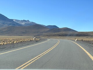 Vicuña (Vicugna vicugna) walking along the road in the Atacama Desert, Chile.