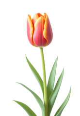 Naklejka premium orange and yellow tulip flower isolated against transparent background