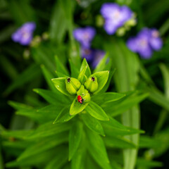 Scarlet lily beetle (Lilioceris lilii, leaf beetle) sitting on lily bud. Blurred light blue...