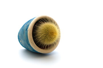 Cactus in a pot isolated