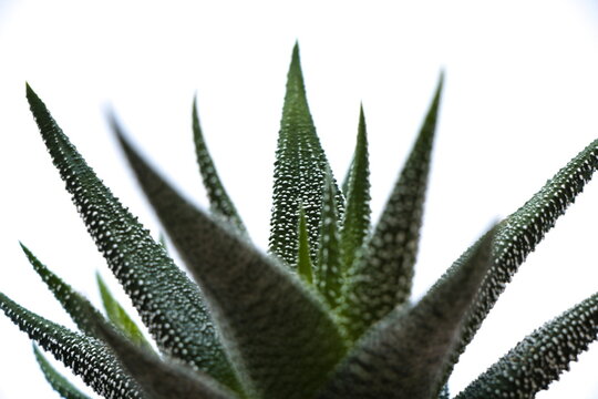 gasteria plant isolated on white background