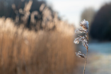 Detail of reed with melting frost on its leafs. 