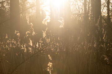 dreamy forest in the Winter with sunshine