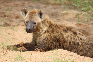 Tüpfelhyäne / Spotted hyaena / Crocuta crocuta