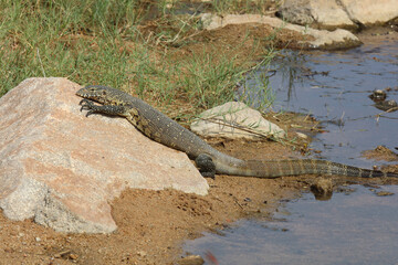 Nilwaran / Nile monitor / Varanus niloticus