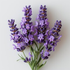 photo of lavender flower with white background