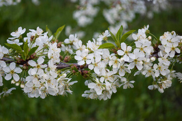 delicate cherry flowers among green leaves