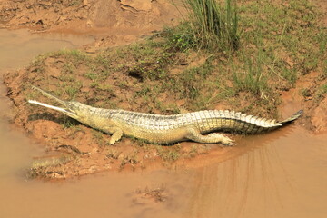 Gavial's Sunbathing Siesta