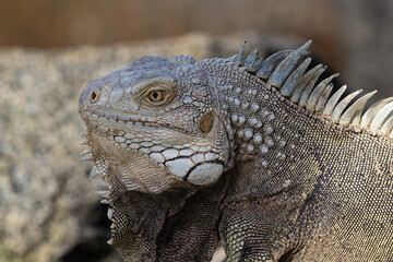Closeup, Green Iguana (Iguana iguana) sitting on rock, on the shore of the island of Aruba.
