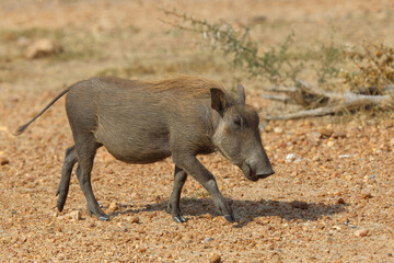 Warzenschwein / Warthog / Phacochoerus africanus