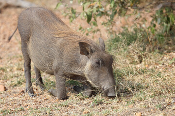 Warzenschwein / Warthog / Phacochoerus africanus