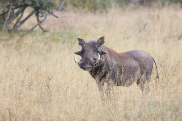 Warzenschwein / Warthog / Phacochoerus africanus