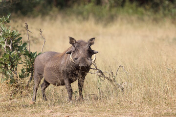 Warzenschwein / Warthog / Phacochoerus africanus