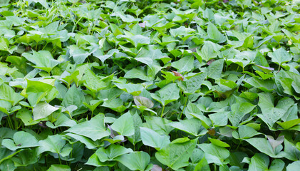 Fototapeta na wymiar Green leaves of sweet potato plant