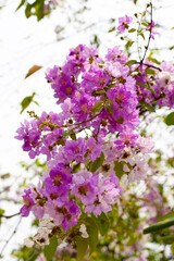 Thai bungor tree (Lagerstroemia loudonii Teijsm and Binn)