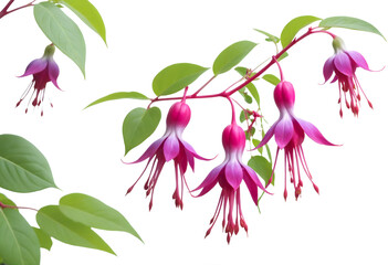 fuchsias flower painting isolated against transparent background