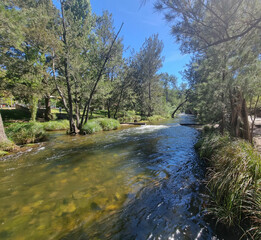 Obraz premium Cotter River in the Australian Capital Territory ACT Australia. Gently flowing river with tree lined banks