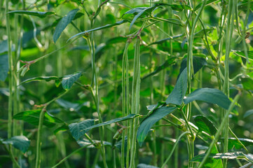Long bean plants in growth at vegetable field