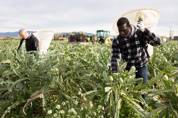 Portrait of focused men engaged in artichokes growing, harvesting ripe vegetables in special baskets on their backs