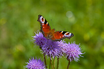 Aglais io, the European peacock, more commonly known simply as the peacock butterfly, is a...