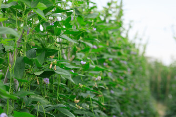 Long bean  plants in growth at vegetable field