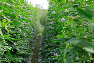 Naklejka premium Cowpea plants in growth at vegetable field