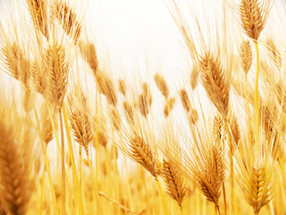 麦の実り - obrazy, fototapety, plakaty