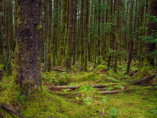 Dense forest with huge amount of green moss. Nature scene background. Nobody.