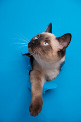 GATO ATENTO