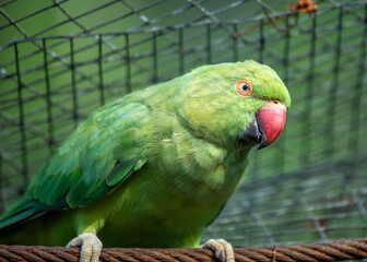 Rose-ringed Parakeet (Psittacula krameri) in India