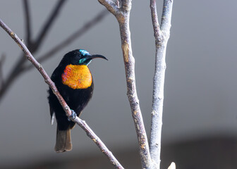 Scarlet-chested Sunbird (Chalcomitra senegalensis) in Africa