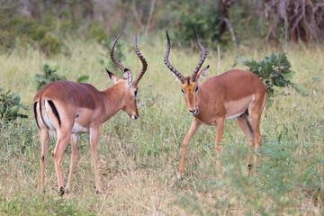 Schwarzfersenantilope / Impala / Aepyceros melampus