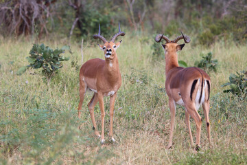 Schwarzfersenantilope / Impala / Aepyceros melampus