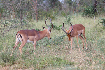 Schwarzfersenantilope / Impala / Aepyceros melampus