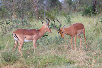 Schwarzfersenantilope / Impala / Aepyceros melampus