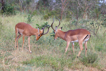 Schwarzfersenantilope / Impala / Aepyceros melampus