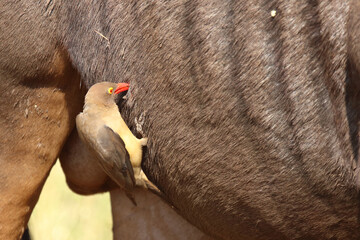 Rotschnabel-Madenhacker / Red-billed oxpecker / Buphagus erythrorhynchus