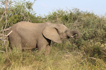 Fototapeta premium Afrikanischer Elefant / African elephant / Loxodonta africana