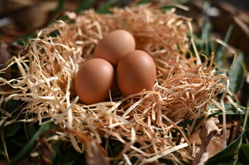 chicken egg in the nest source of protein healthy food