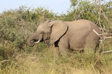 Obraz premium Afrikanischer Elefant / African elephant / Loxodonta africana