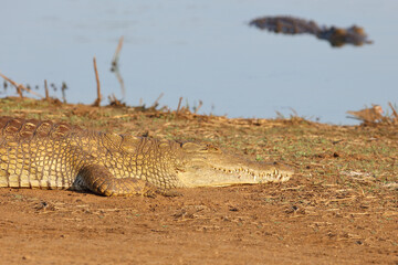 Nilkrokodil / Nile crocodile / Crocodylus niloticus