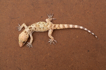 Close up of a Mediterranean House Gecko (Hemidactylus turcicus) - 723432961