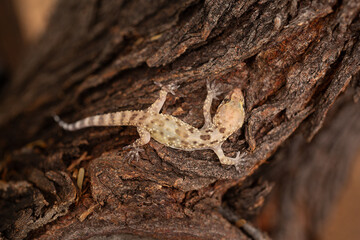 Close up of a Mediterranean House Gecko (Hemidactylus turcicus) - 723433127