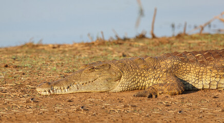 Nilkrokodil / Nile crocodile / Crocodylus niloticus