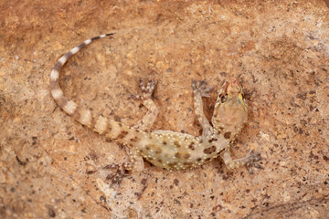 Close up of a Mediterranean House Gecko (Hemidactylus turcicus)