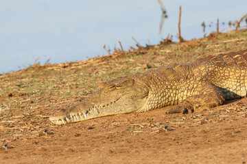 Nilkrokodil / Nile crocodile / Crocodylus niloticus