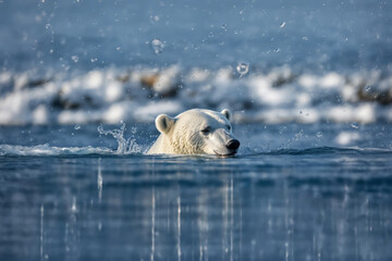 la tête d'un ours polaire qui nage dans la mer - generative AI